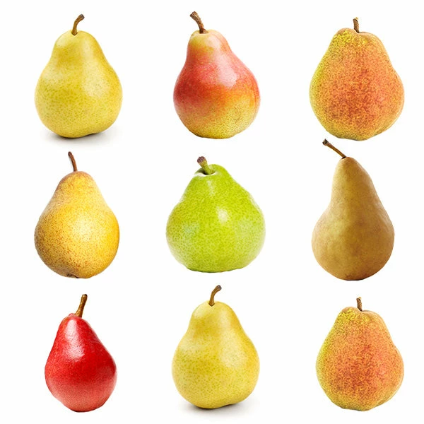Brighter Blooms 5-in-1 Pear Tree Fruit Trees 1 Brighter Blooms 5-in-1 Pear Tree Fruit Trees