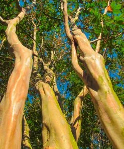 Brighter Blooms Flowering Trees Muskogee Crape Myrtle Tree