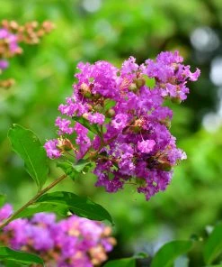 Brighter Blooms Muskogee Crape Myrtle Tree 8 Brighter Blooms Muskogee Crape Myrtle Tree