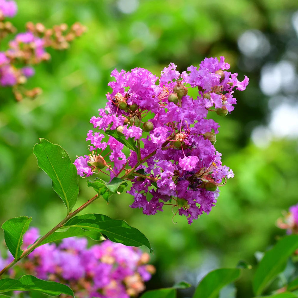 Brighter Blooms Muskogee Crape Myrtle Tree 3 Brighter Blooms Muskogee Crape Myrtle Tree