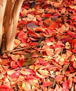 Brighter Blooms Muskogee Crape Myrtle Tree 11 Brighter Blooms Muskogee Crape Myrtle Tree