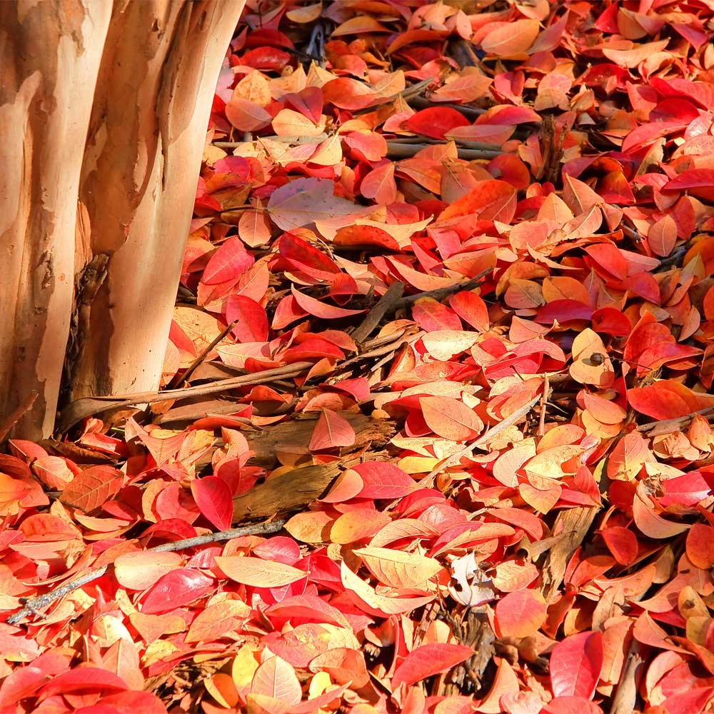 Brighter Blooms Muskogee Crape Myrtle Tree 6 Brighter Blooms Muskogee Crape Myrtle Tree