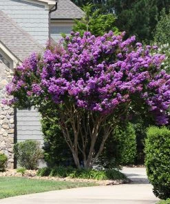 Brighter Blooms Flowering Trees Muskogee Crape Myrtle Tree