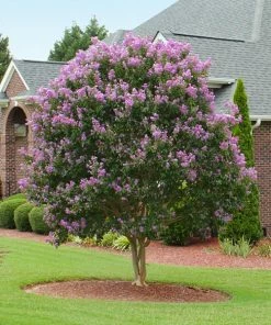 Brighter Blooms Muskogee Crape Myrtle Tree