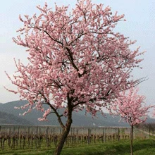 Brighter Blooms NE Plus Almond Tree