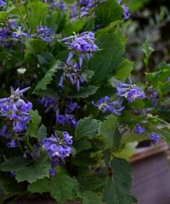 Brighter Blooms New Love Clematis Shrub 7 Brighter Blooms New Love Clematis Shrub