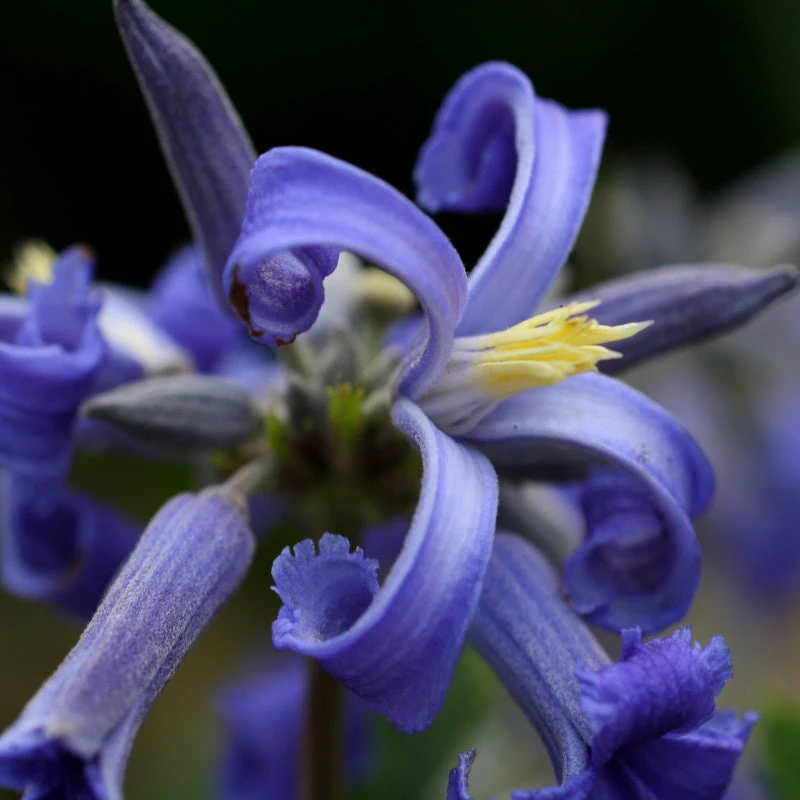 Brighter Blooms New Love Clematis Shrub 2 Brighter Blooms New Love Clematis Shrub