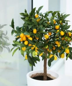 Brighter Blooms New Trees Nagami Kumquat Tree