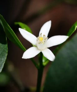 Brighter Blooms Nagami Kumquat Tree Fruit Trees