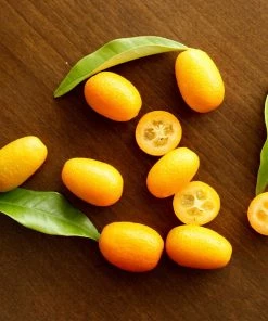 Brighter Blooms Nagami Kumquat Tree Fruit Trees