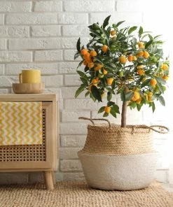 Brighter Blooms New Trees Nagami Kumquat Tree