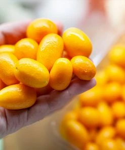 Brighter Blooms Nagami Kumquat Tree Fruit Trees