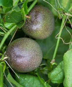 Brighter Blooms Nancy Garrison Passion Fruit Vine 6 Brighter Blooms Nancy Garrison Passion Fruit Vine
