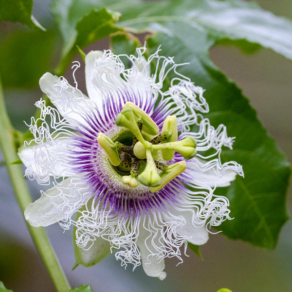 Brighter Blooms Nancy Garrison Passion Fruit Vine 1 Brighter Blooms Nancy Garrison Passion Fruit Vine