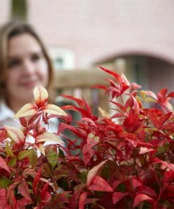 Brighter Blooms Fire Power Nandina Shrub Shrubs & Hedges