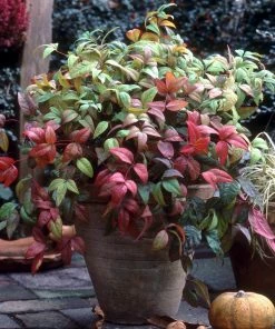 Brighter Blooms Fire Power Nandina Shrub Shrubs & Hedges