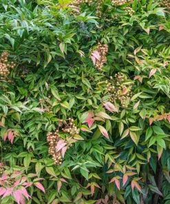 Brighter Blooms Heavenly Bamboo Nandina Shrub Shrubs & Hedges