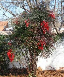 Brighter Blooms Heavenly Bamboo Nandina Shrub Shrubs & Hedges