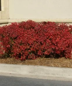 Brighter Blooms Obsession™ Nandina Shrub