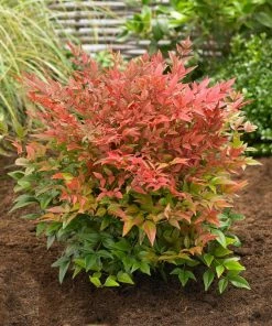 Brighter Blooms Obsession™ Nandina Shrub