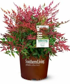 Brighter Blooms Obsession™ Nandina Shrub
