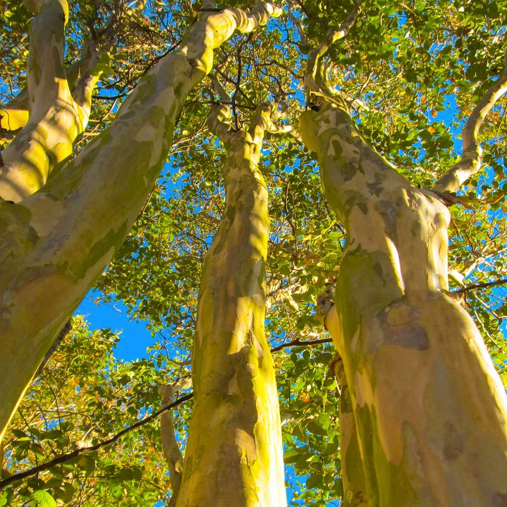Brighter Blooms Natchez Crape Myrtle Tree 6 Brighter Blooms Natchez Crape Myrtle Tree
