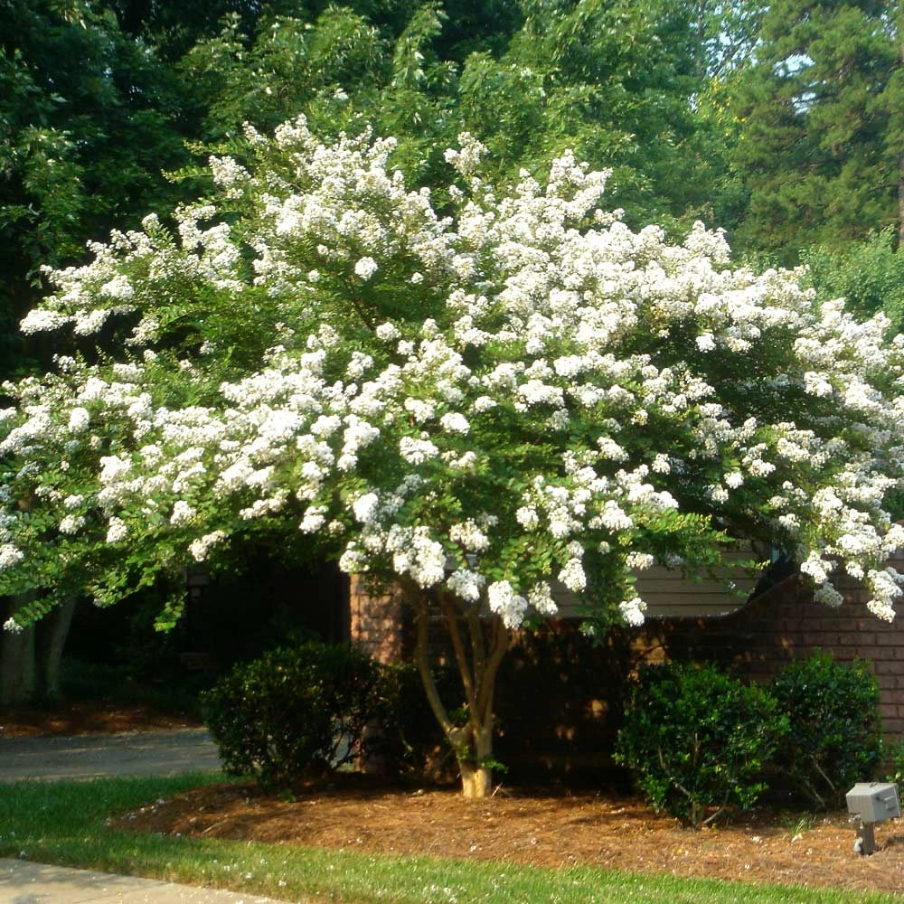 Brighter Blooms Natchez Crape Myrtle Tree 3 Brighter Blooms Natchez Crape Myrtle Tree