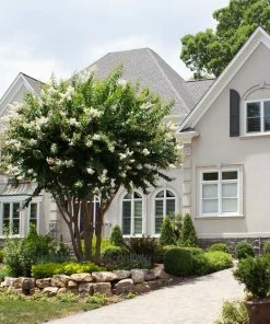 Brighter Blooms Natchez Crape Myrtle Tree 10 Brighter Blooms Natchez Crape Myrtle Tree
