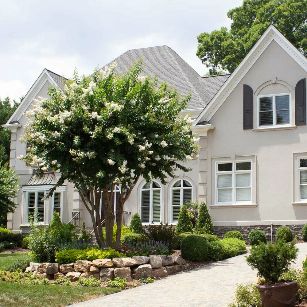 Brighter Blooms Natchez Crape Myrtle Tree 5 Brighter Blooms Natchez Crape Myrtle Tree