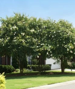 Brighter Blooms Natchez Crape Myrtle Tree