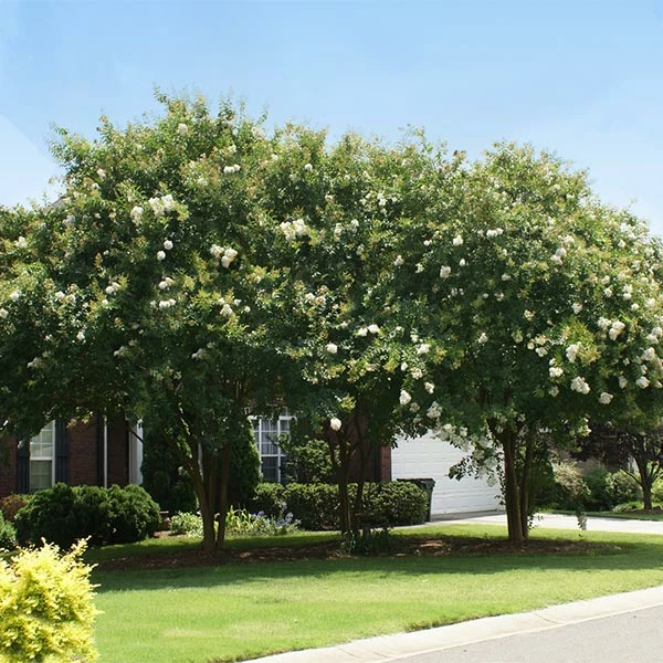 Brighter Blooms Natchez Crape Myrtle Tree 1 Brighter Blooms Natchez Crape Myrtle Tree