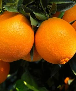 Brighter Blooms Navel Orange Tree