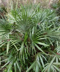 Brighter Blooms Needle Palm Tree Evergreen & Privacy