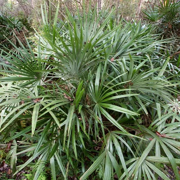 Brighter Blooms Needle Palm Tree Evergreen & Privacy 1 Brighter Blooms Needle Palm Tree Evergreen & Privacy
