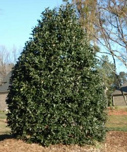 NO WARRANTY Nellie Stevens Holly Tree Evergreen & Privacy 8 NO WARRANTY Nellie Stevens Holly Tree Evergreen & Privacy