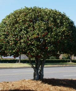 NO WARRANTY Nellie Stevens Holly Tree Evergreen & Privacy 11 NO WARRANTY Nellie Stevens Holly Tree Evergreen & Privacy