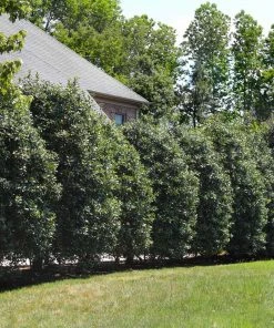 Brighter Blooms Evergreen & Privacy Nellie Stevens Holly Tree