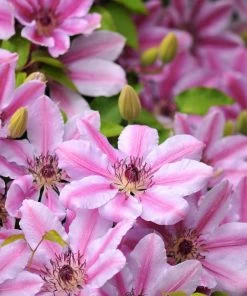 Brighter Blooms Nelly Moser Clematis Vine