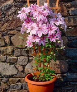 Brighter Blooms Nelly Moser Clematis Vine