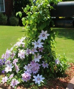 Brighter Blooms Nelly Moser Clematis Vine