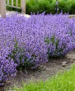 Brighter Blooms Nepeta 'Cat's Pajamas' Catmint