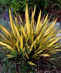 Brighter Blooms New Zealand Flax