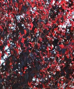 Brighter Blooms Flowering Trees Newport Plum Tree 8 Brighter Blooms Flowering Trees Newport Plum Tree