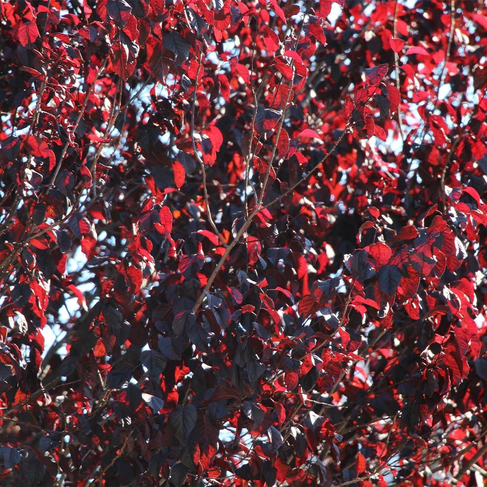 Brighter Blooms Flowering Trees Newport Plum Tree 4 Brighter Blooms Flowering Trees Newport Plum Tree