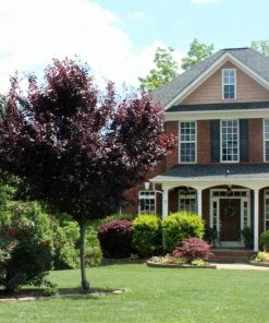 Brighter Blooms Flowering Trees Newport Plum Tree 7 Brighter Blooms Flowering Trees Newport Plum Tree