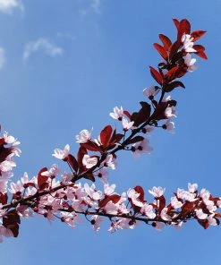 Brighter Blooms Flowering Trees Newport Plum Tree