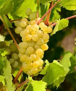 Brighter Blooms Grape Vines Niagara Grape Vine 6 Brighter Blooms Grape Vines Niagara Grape Vine