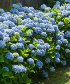 Brighter Blooms Nikko Blue Hydrangea Shrub Shrubs & Hedges