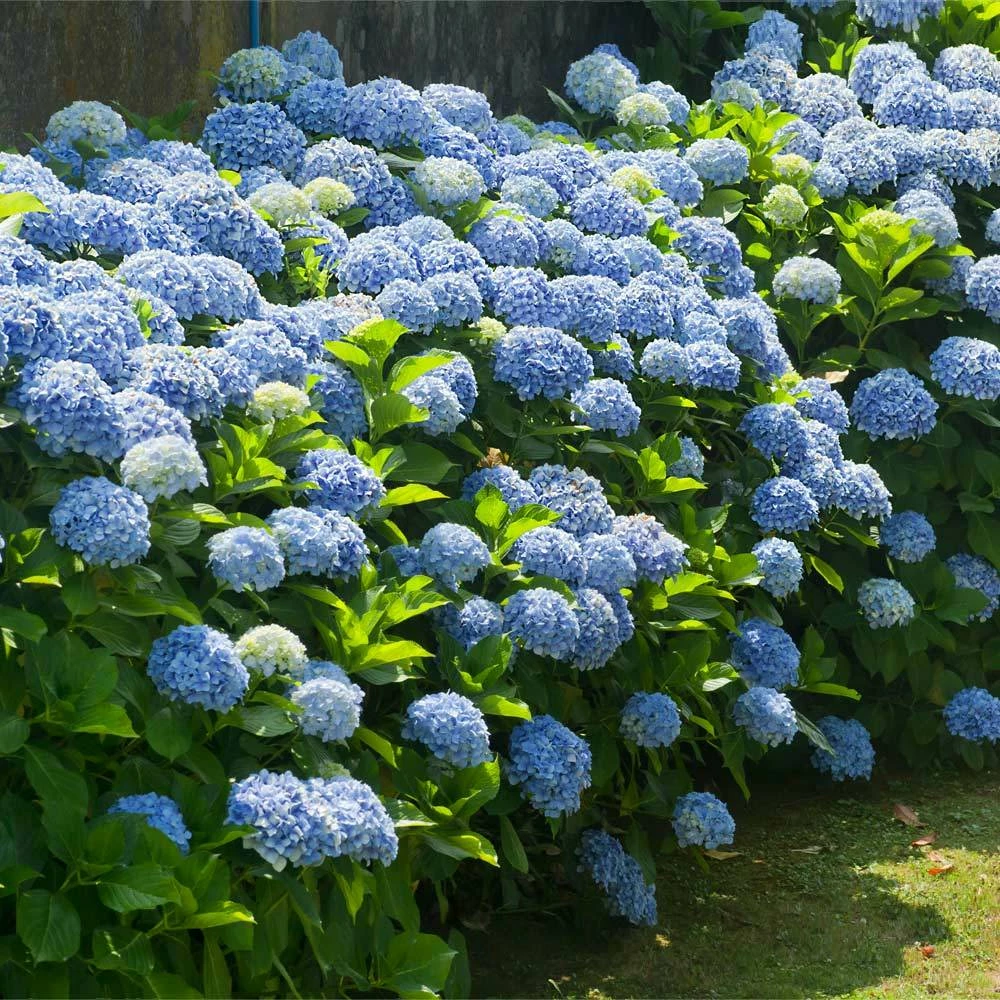 Brighter Blooms Nikko Blue Hydrangea Shrub Shrubs & Hedges 2 Brighter Blooms Nikko Blue Hydrangea Shrub Shrubs & Hedges