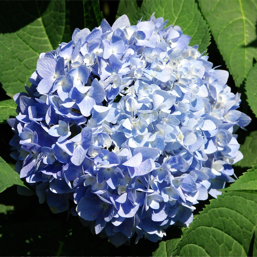 Brighter Blooms Nikko Blue Hydrangea Shrub Shrubs & Hedges 3 Brighter Blooms Nikko Blue Hydrangea Shrub Shrubs & Hedges